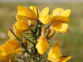 Bloeiende gaspeldoorn. van Wim vd Neut