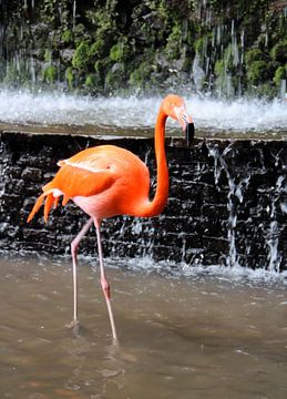 Pink Majesty in the Waterfall by Foto Moments by M. J. Leenders