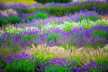 Downderry Nursery, Lavendelkwekerij, Tonbridge, Engeland van Lieuwe J. Zander