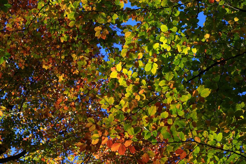 Beuken van Thomas Jäger