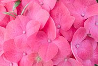 Hortensia roze bloem