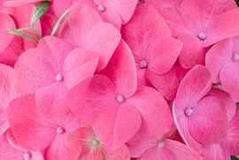 Hortensia fleur rose sur Lorena Cirstea