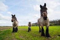 drie Paarden in de weide van Brian Morgan thumbnail