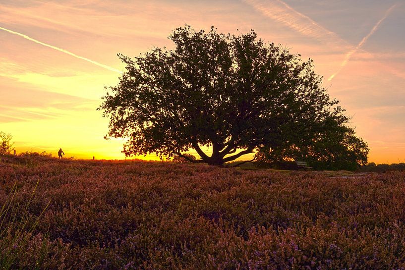 Das blühende Heidekraut in der Morgendämmerung mit einem großen Baum und einem Mountainbiker von Jos van den Berg