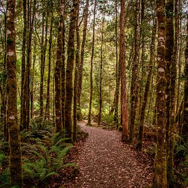 Hiking trail in Tasmania by Eveline Dekkers