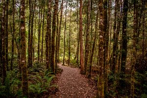 Wandelpad in Tasmanië van Eveline Dekkers