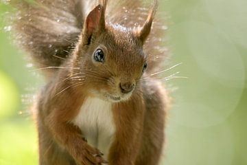 Squirrel by mh-photografie