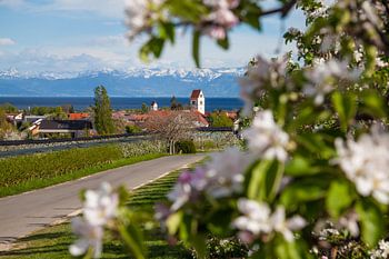 Apfelblüte bei Kippenhausen am Bodensee