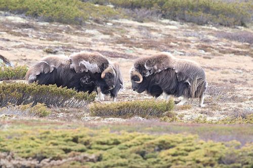 Muskusos Dovrefjell, Noorwegen