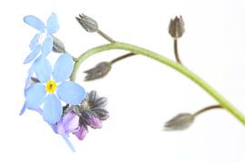 Field Forget-me-not against a white background