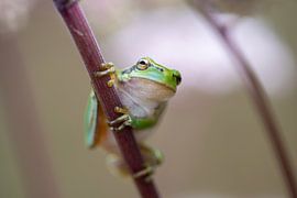 Laubfrosch von Samantha Rorijs