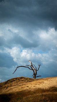Toter Baum im Sand gegen bedrohlichen Himmel