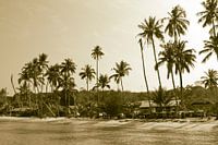 Palmier été indien | tropical Thaïlande boho bali style | nature voyage wanderlust 2
