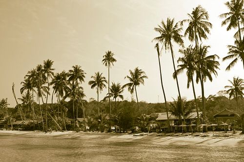 Palmboom indian summer | tropisch Thailand boho bali style | natuur reizen wanderlust 2