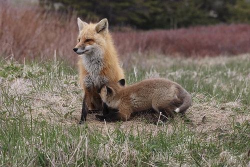 A red fox (Vulpes vulpes) nursing its young, Newfoundland, Canada.