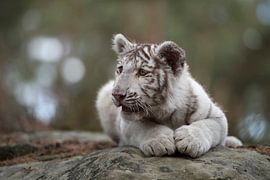 Royal Bengal Tiger ( Panthera tigris ), young cub, white leucistic morph, lying on rocks, resting, w