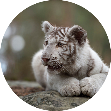 Royal Bengal Tiger ( Panthera tigris ), young cub, white leucistic morph, lying on rocks, resting, w van wunderbare Erde
