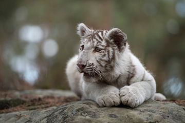 Royal Bengal Tiger ( Panthera tigris ), young cub, white leucistic morph, lying on rocks, resting, w by wunderbare Erde