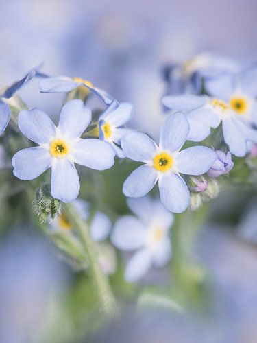 Blauw vergeet-mij-nietje