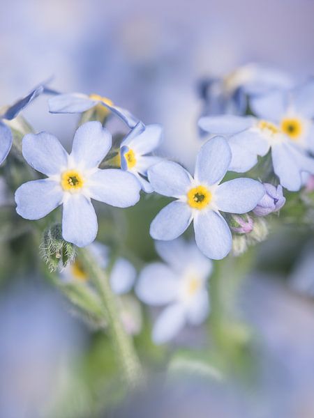 Blaues Vergissmeinnicht von Marjolijn van den Berg