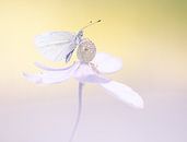 Romantische sfeerbeeld vlinder van natascha verbij thumbnail