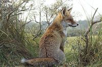 Vos Amsterdamse duinen