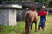 Jonge Pasola paardrijder wacht op zijn beurt in het spel van Anges van der Logt