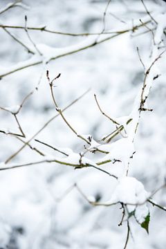 Winterlandschap in drenthe, een bos  bedekt met een laag sneeuw | fine art foto print