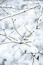 Winterlandschap in drenthe, een bos  bedekt met een laag sneeuw | fine art foto print van Karijn | Fine art Natuur en Reis Fotografie thumbnail