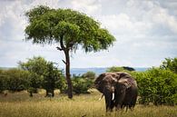 Elefant in Tansania von OCEANVOLTA Miniaturansicht