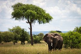 Elephant in Tanzania by OCEANVOLTA