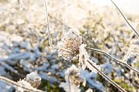 Sneeuwbloem