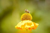 Yellow Summer