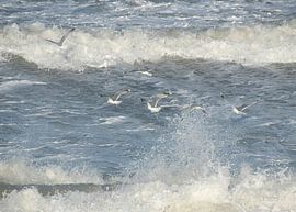 Seagulls in a North Sea Storm by Lene Shannon