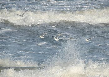 Meeuwen in een storm op de Noordzee