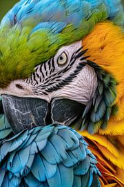 Farbenfroher Ara im Detail von Poster Art Shop