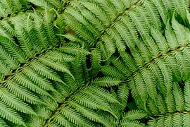 Tropical by Myrthe Vlasveld