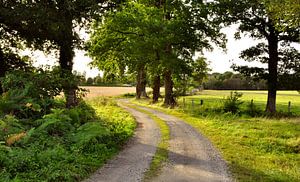 Sommerlandschaft mit Weg