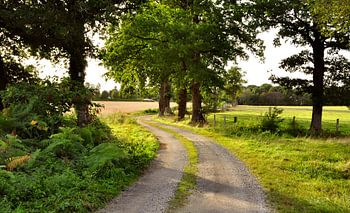 Summer landscape with path
