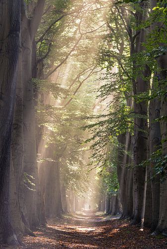 Misty Morning van Dennis Borman