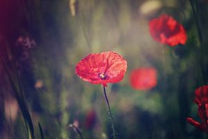 La beauté en rouge.