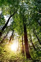 Wald mit strahlender Sonne