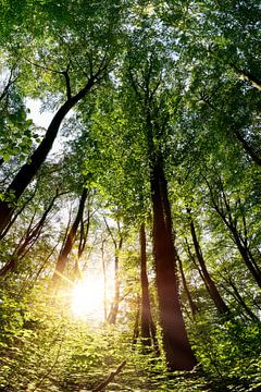 Wald mit strahlender Sonne von Günter Albers