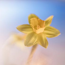 Cheerful Daffodil by Bob Daalder