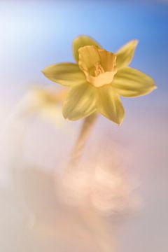 Cheerful Daffodil by Bob Daalder