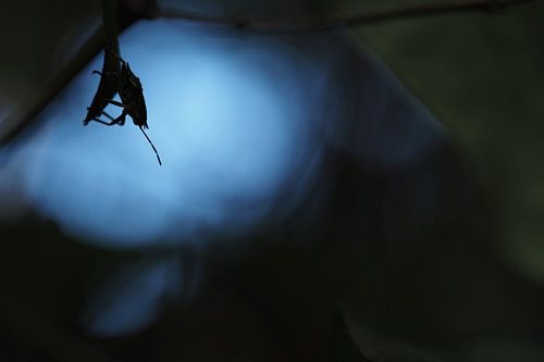 Het silhouet van een wants in de schaduw