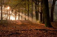 Herfst