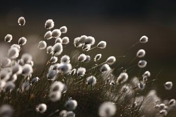 Cotton grass van Jana Behr