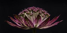 Panorama einer große Sterndolde (lila / rosa Blume)