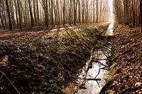 Forestlight